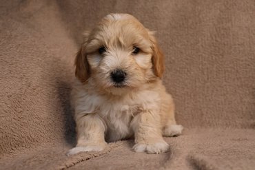 Maltipoo cream 3