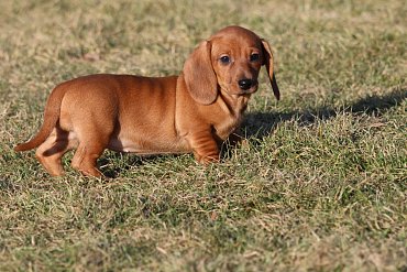 Dachshund red B 1