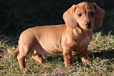 Dachshund red B 2