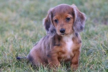 Dachshund long-haired red C 1