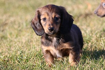 Dachshund long-haired red C 2