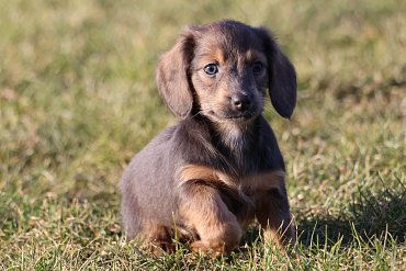 Dachshund long-haired blue C 3