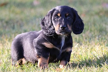 Dachshund long-haired black C 4