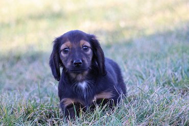 Dachshund long-haired black C 5