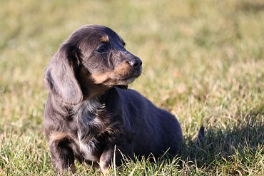Dachshund long-haired blue C 6