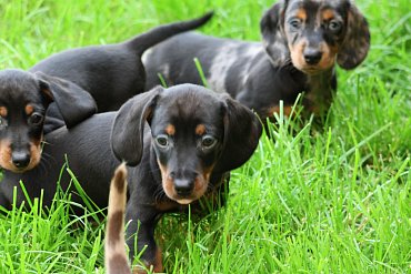 Dachshund black A 1