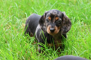 Dachshund black merle A 2