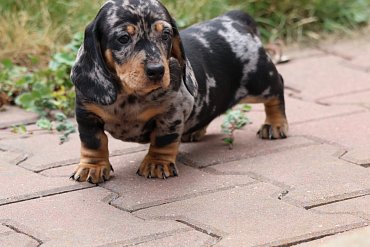 Dachshund black merle A 3