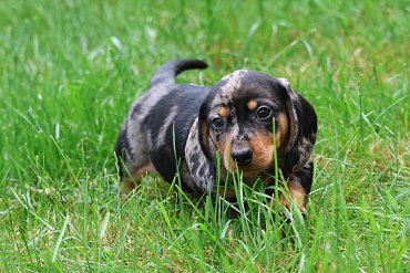 Dachshund black merle A 4