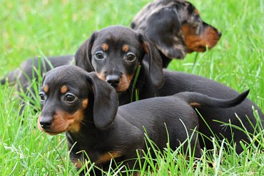 Dachshund black A 5