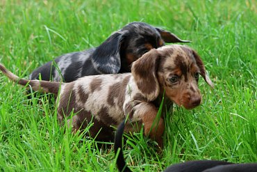 Dachshund chocolate merle A 6