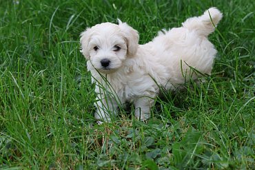 Maltipoo cream 1