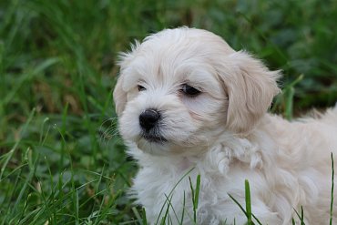 Maltipoo cream 2