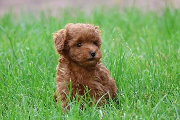 Poodle red A 1