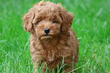 Poodle red A 2