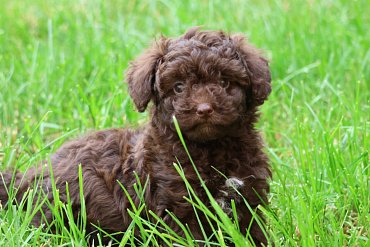 Poodle chocolate A 3