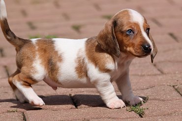 Teckel Piebald C 3