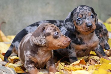 Dachshunds Short-Haired B