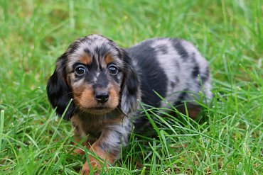 Dachshund Black Merle Long-haired A 2