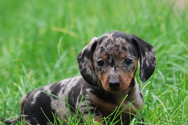 Dachshund Short-Haired Black Merle B 4