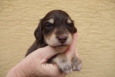 Dachshund Long-Haired Chocolate and Tan C 2