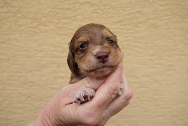 Dachshund Long-Haired Red-Chocolate C 4