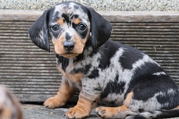 Dachshund Short-Haired Black Merle D 2