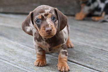 Dachshund Short-Haired Chocolate Merle D 3