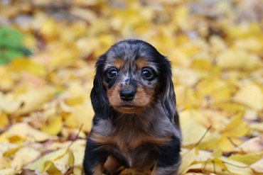 Dachshund Black Merle Long-haired A 3