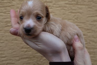 Miniature Dachshund Long-Haired Cream E 3