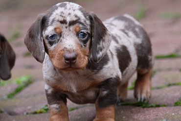 Dachshund Short-Haired Chocolate Merle F 1