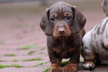 Dachshund Short-Haired Chocolate F 4