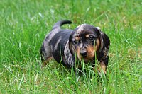 04Cerny-merle-pes-800EUR.jpeg