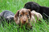 06Coko-merle-fena-900EUR.jpeg
