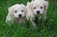 07Maltipoo-kluk-2-750EUR-1.jpeg