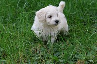 07Maltipoo-kluk-2-750EUR-2.jpeg