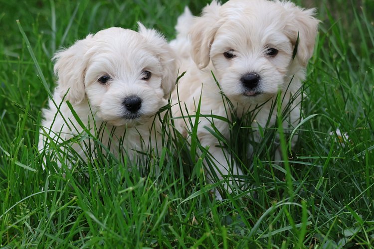 08Maltipoo-kluk-750EUR-1.jpeg