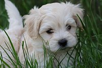 08Maltipoo-kluk-750EUR-2.jpeg