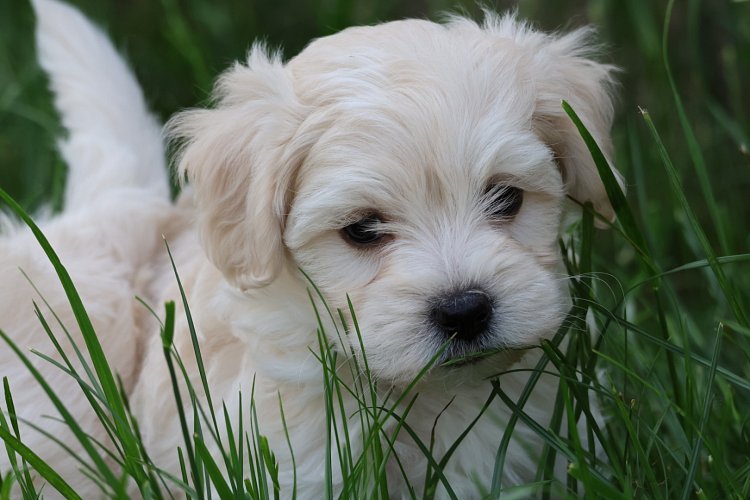 08Maltipoo-kluk-750EUR-2.jpeg