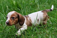 Jezevcik-fena-piebald-800EUR-vrh-2-1.jpeg