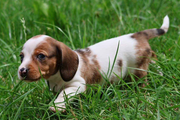 Jezevcik-fena-piebald-800EUR-vrh-2-1.jpeg