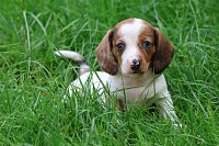 Jezevcik-fena-piebald-800EUR-vrh-2-2.jpeg