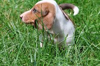 Jezevcik-pes-piebald-vrh-2-800EUR-1.jpeg