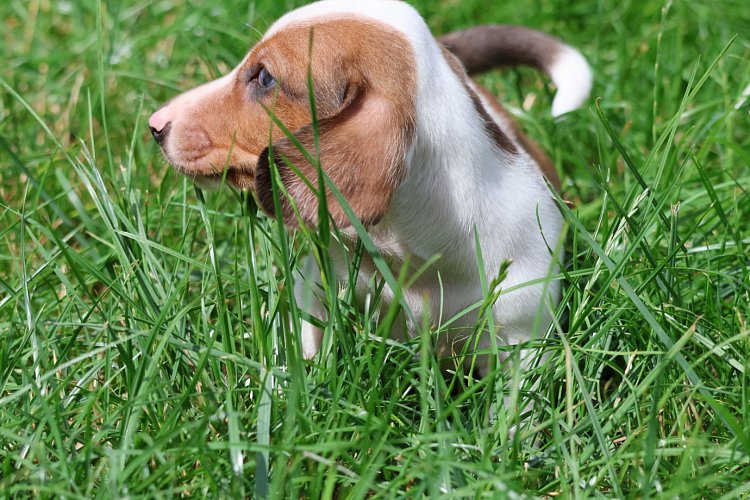 Jezevcik-pes-piebald-vrh-2-800EUR-1.jpeg