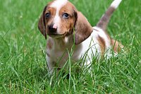 Jezevcik-pes-piebald-vrh-2-800EUR-3.jpeg