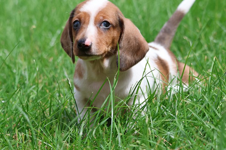 Jezevcik-pes-piebald-vrh-2-800EUR-3.jpeg