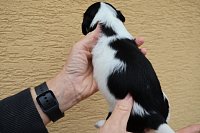 V1-jezevcik-dlouho-pes-black-piebald-800EUR-C1.jpeg